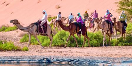 رحلة الهجن تقطع الصحراء الغربية في الطريق إلى وجهتها النهائية