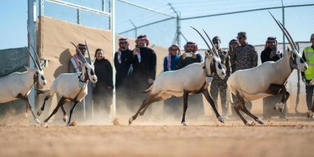 شاهد: إطلاق 66 من ظباء الريم والإدمي و المها الوضيحي وطيور الحبارى في محمية الملك خالد الملكية