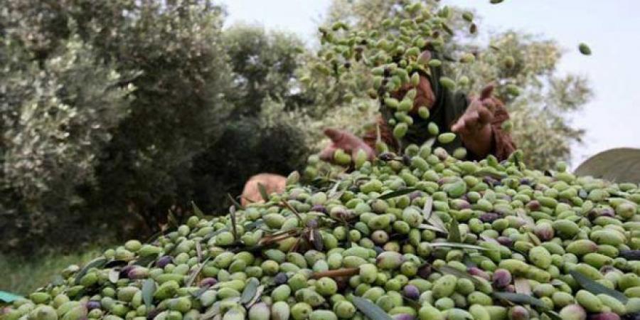 عاجل/ توقف جني الزيتون بأغلب ولايات الجمهورية..