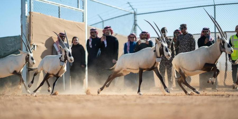 شاهد: إطلاق 66 من ظباء الريم والإدمي و المها الوضيحي وطيور الحبارى في محمية الملك خالد الملكية