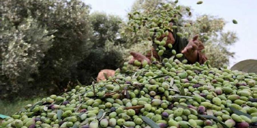 قضية هنشير الشعال : رفض الإفراج عن عبد العزيز المخلوفي