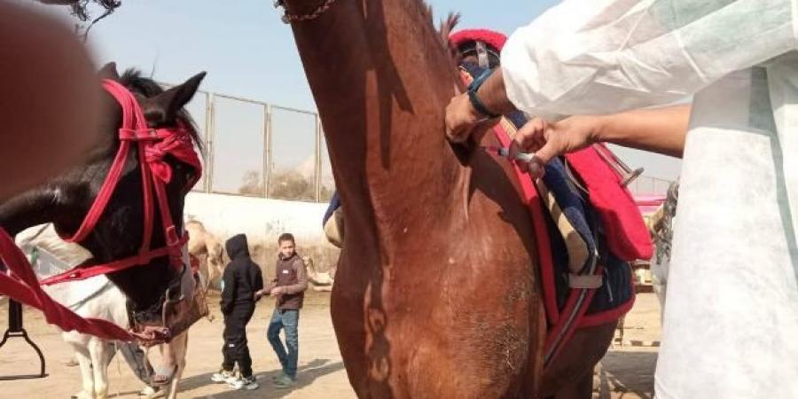 محافظة الجيزة قوافل بيطرية لفحص وعلاج الخيول والابل  بنزلة السمان