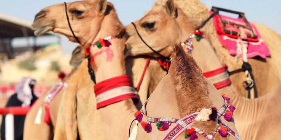 الإبل في مهرجان الظفرة.. مطرزة بخيوط الذهب